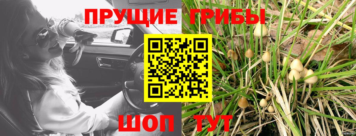 Псилоцибиновые грибы Cubensis Омск